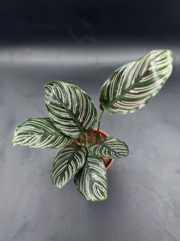 A Calathea Ornata tropical houseplant in a four inch pot top view