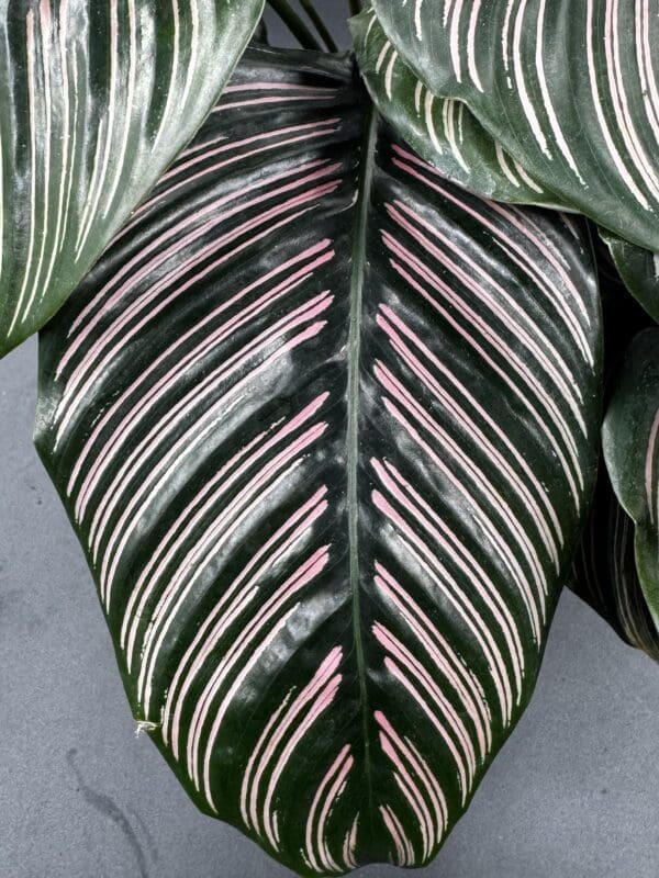 A Calathea Ornata tropical houseplant in a six inch pot close up of a leaf