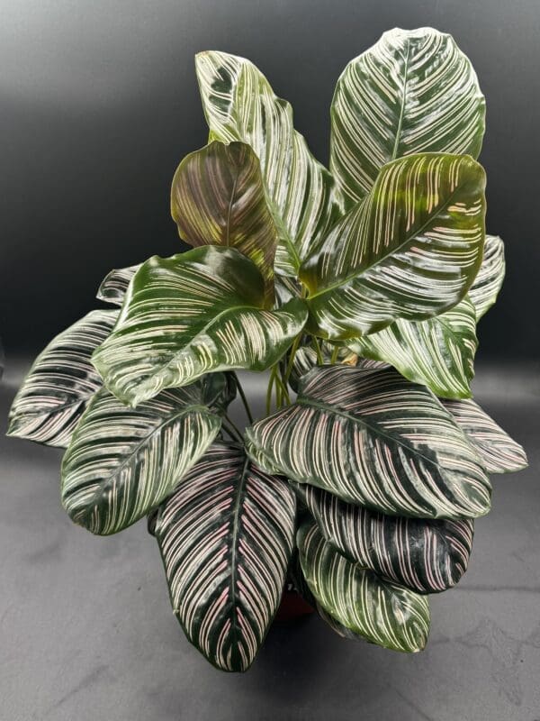 A Calathea Ornata tropical houseplant in a six inch pot front view