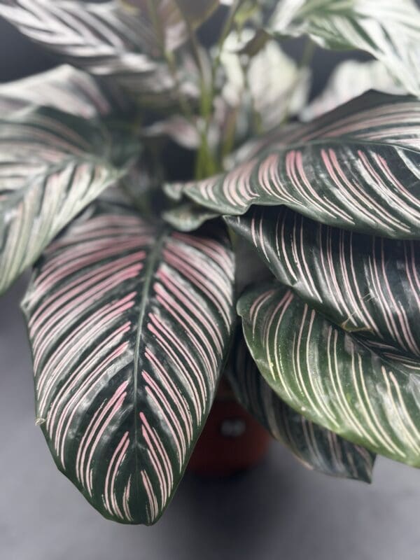A Calathea Ornata tropical houseplant in a six inch pot side view