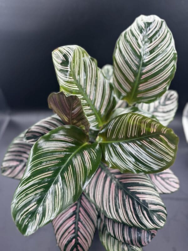 A Calathea Ornata tropical houseplant in a six inch pot top view
