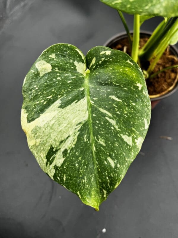 A close up on a leaf of Monstera Thai Constellation tropical houseplant