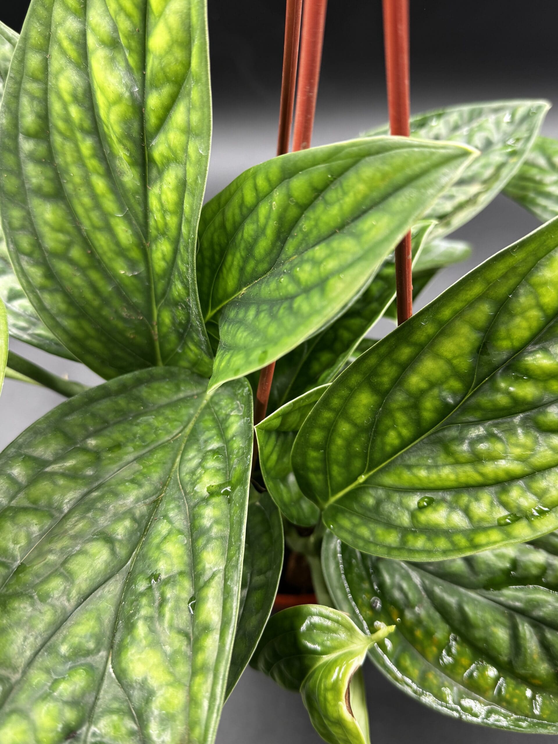 A Monster Peru tropical houseplant close up of leaf