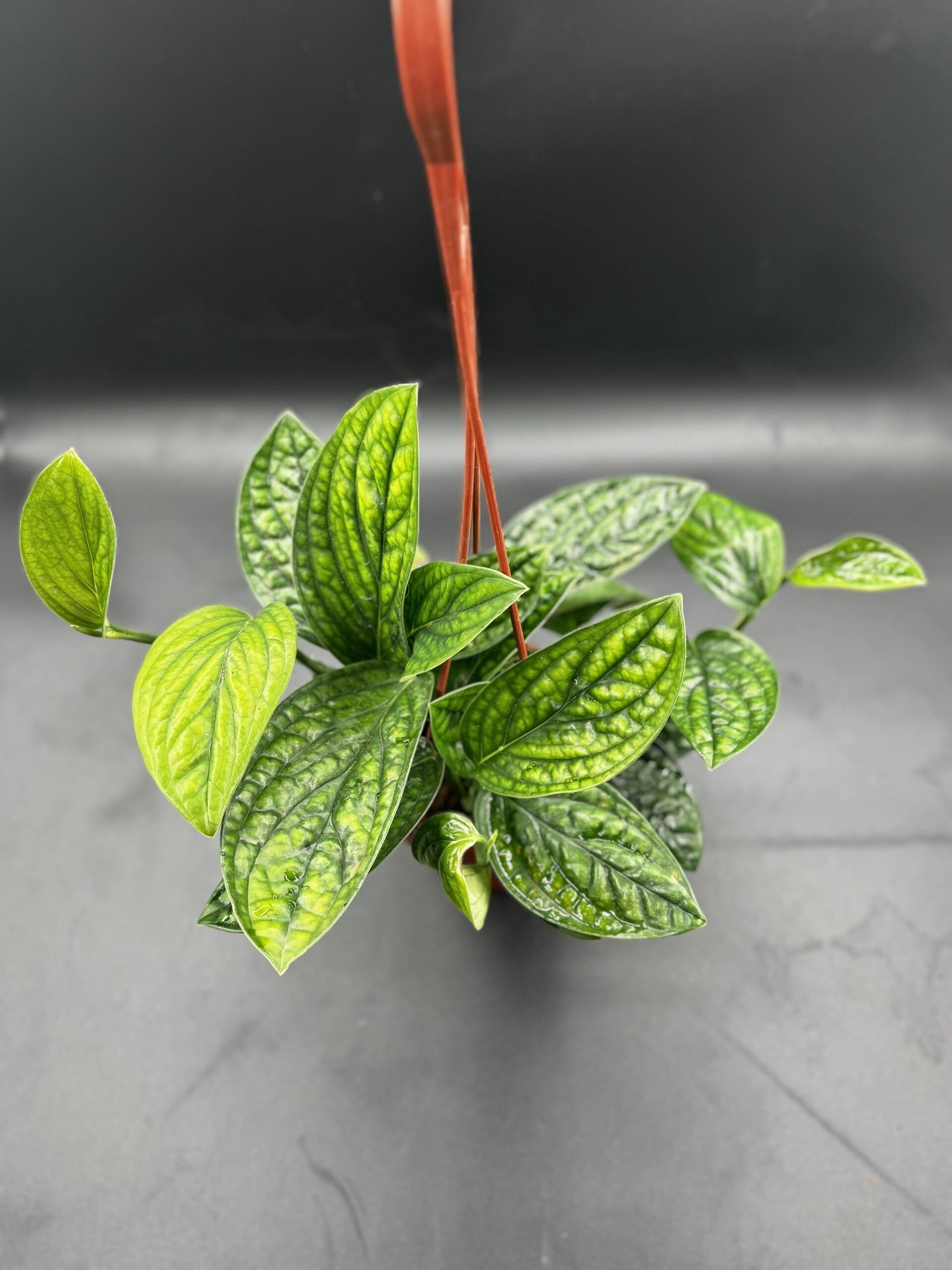 A Monster Peru tropical houseplant in a six inch hanging basket side view