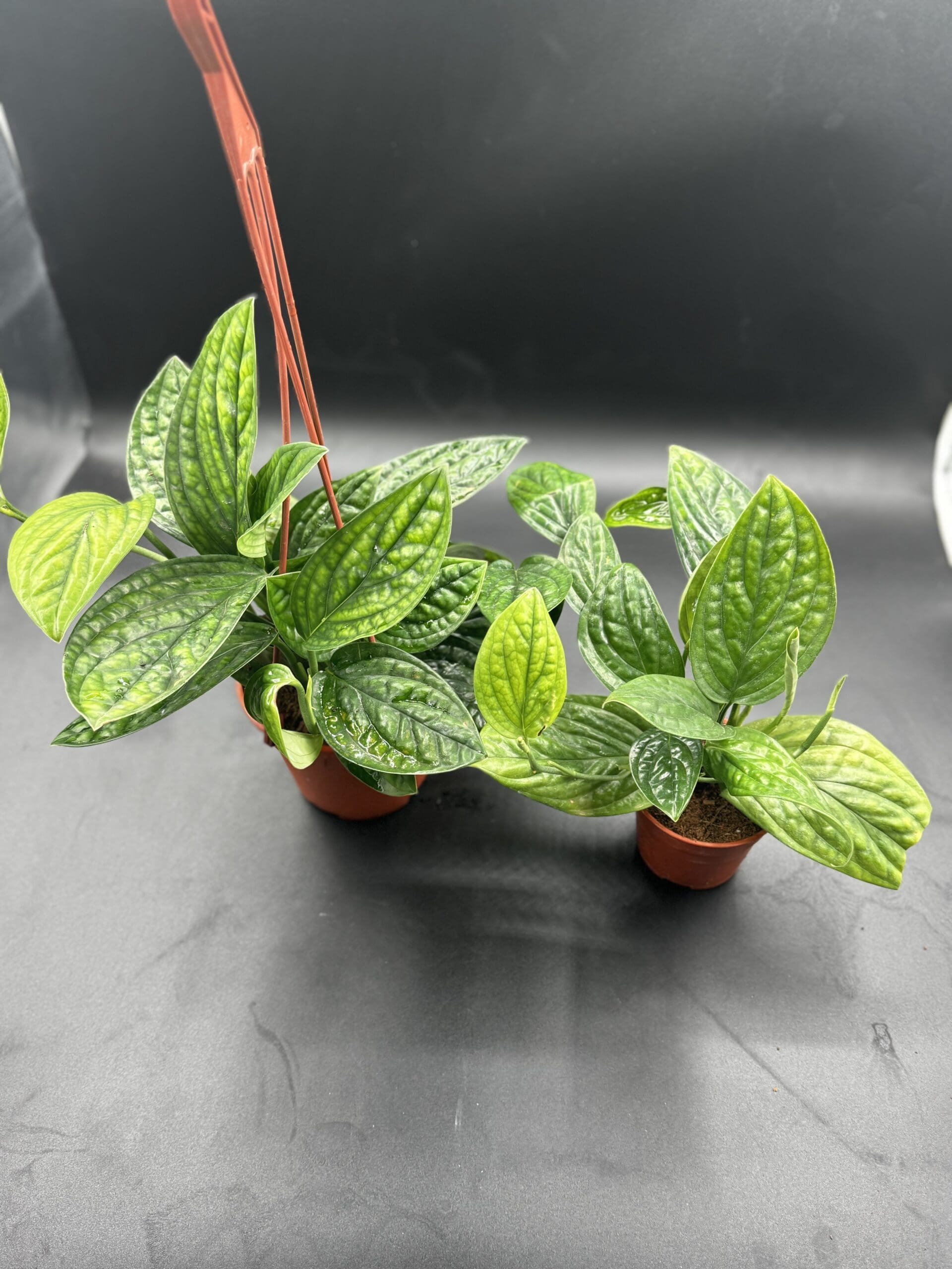 A Monster Peru tropical houseplant in a six inch hanging basket