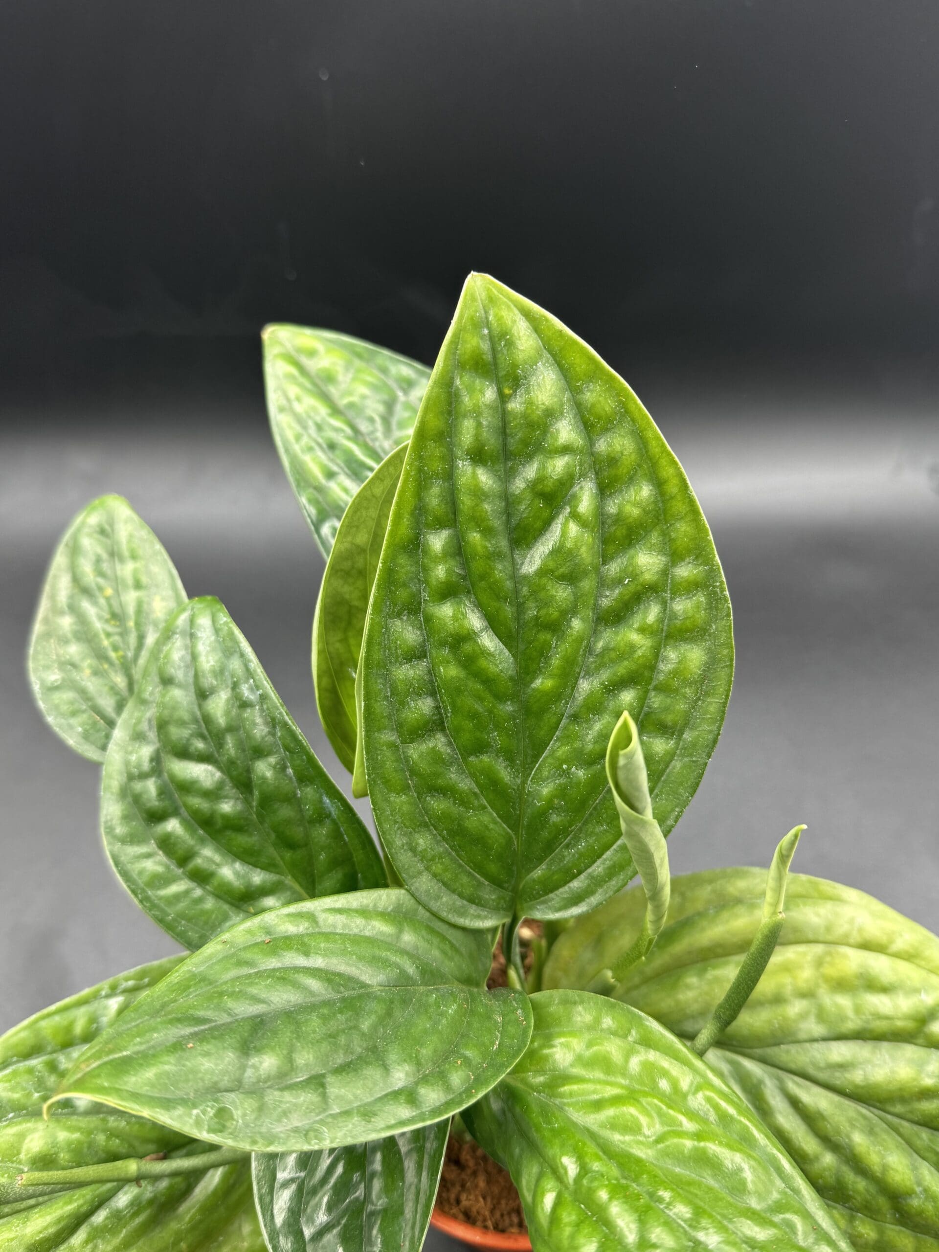 A Monster Peru tropical houseplant leaf close up view