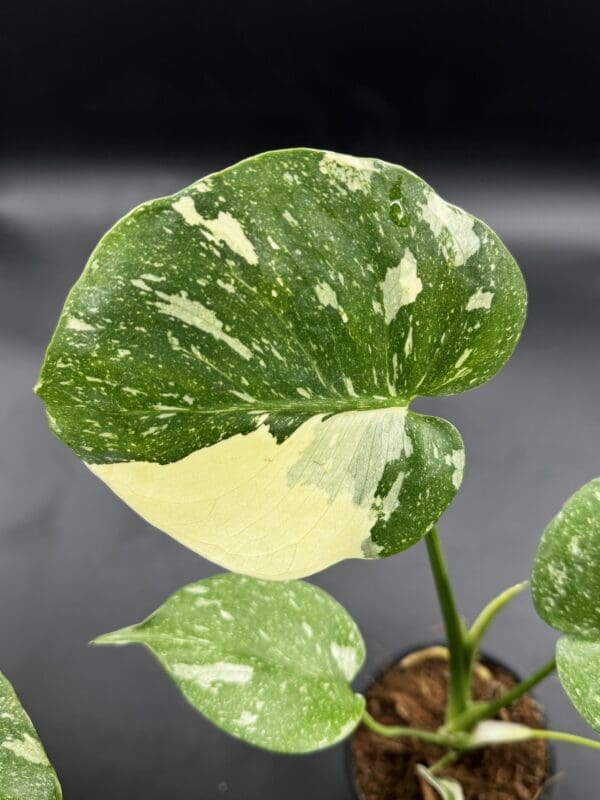 A Monstera Thai Constellation tropical houseplant close up view of a leaf