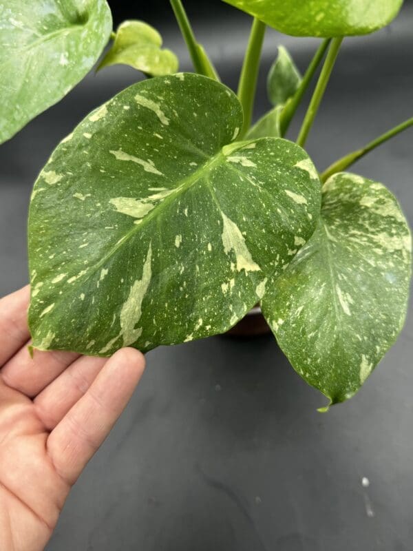 A Monstera Thai Constellation tropical houseplant leaf close up