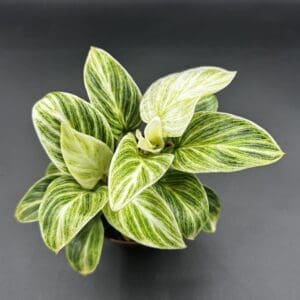 A Philodendron Birkin Evian houseplant view of leaves