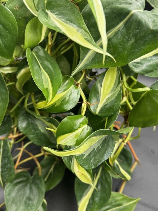A Philodendron Hederaceum Rio tropical houseplant in a 6 inch hanging basket