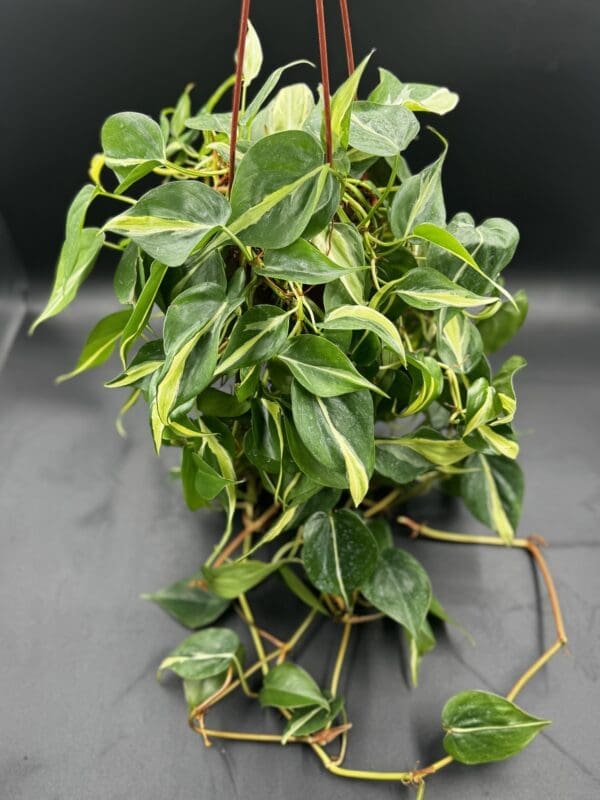 A Philodendron Hederaceum Rio tropical houseplant in a hanging basket front view