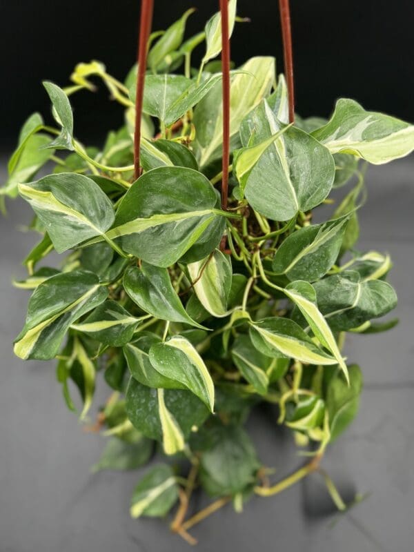 A Philodendron Hederaceum Rio tropical houseplant in a hanging basket side view