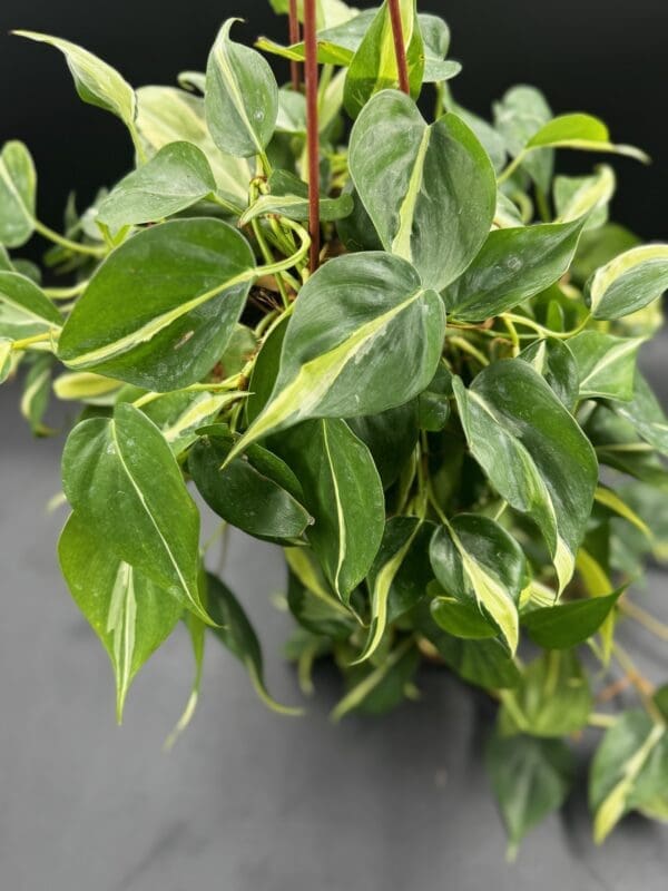 A Philodendron Hederaceum Rio tropical houseplant in a hanging pot top view