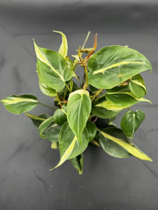 A Philodendron Hederaceum Rio tropical houseplant in four inch pot