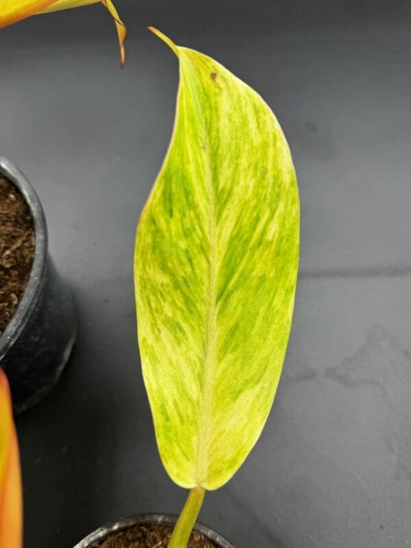 A Philodendron Orange Marmalade tropical houseplant leaf close up