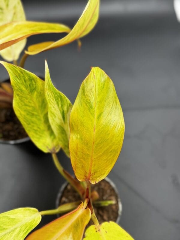 A Philodendron Orange Marmalade tropical houseplant orange leaf close up