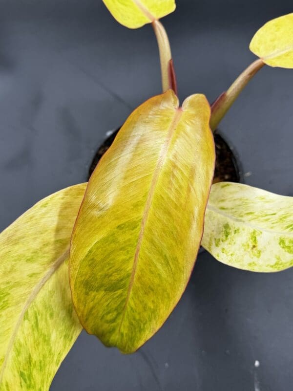A Philodendron Orange Marmalade tropical houseplant with an orange leaf