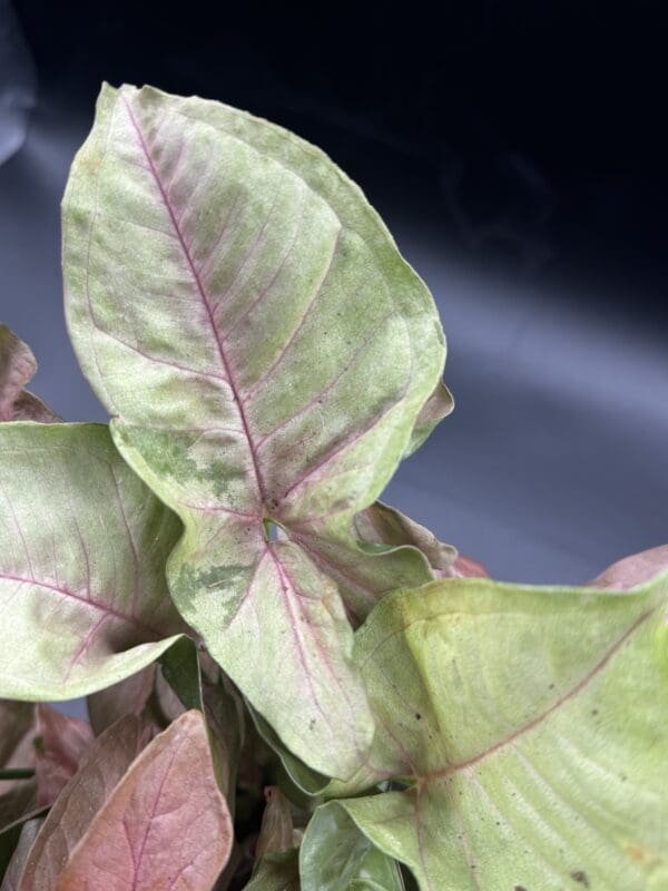 A Syngonium Neon Pink houseplant close up of a mature leaf