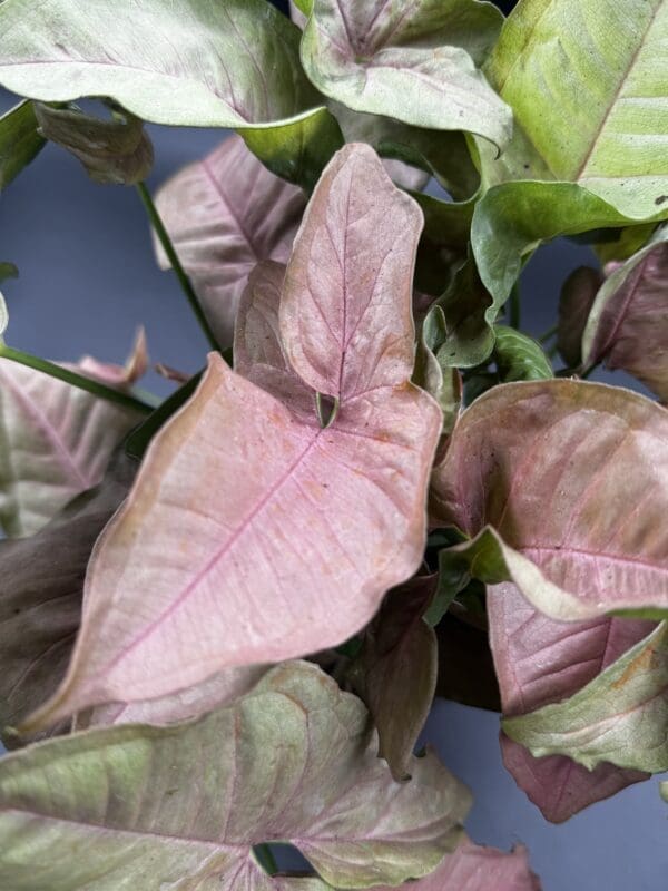 A Syngonium Neon Pink houseplant close up of mature pink leaf