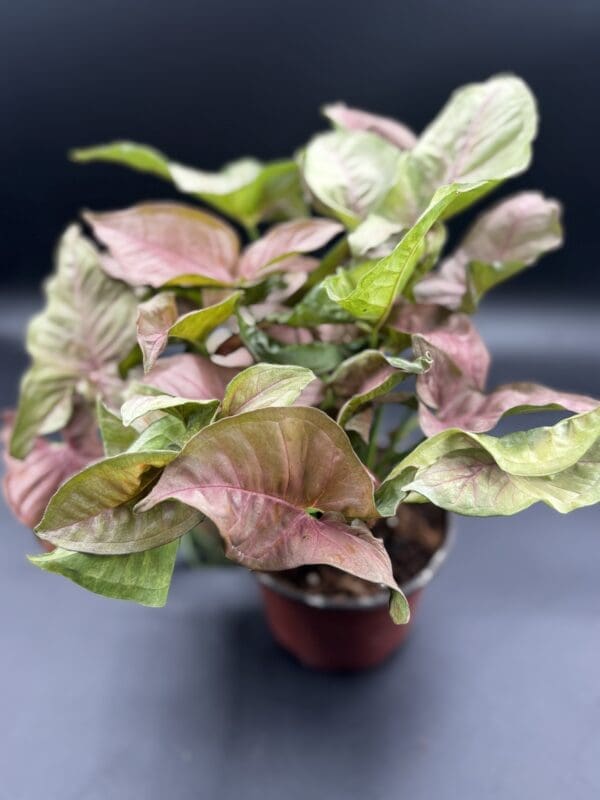 A Syngonium Neon Pink houseplant side view of six inch plant