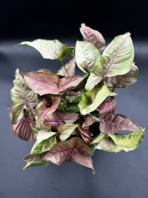 A Syngonium Neon Pink houseplant six inch pot side view