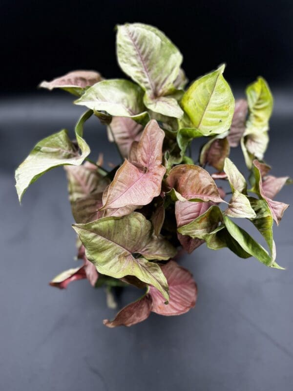 A Syngonium Neon Pink houseplant top view of 6 inch plant