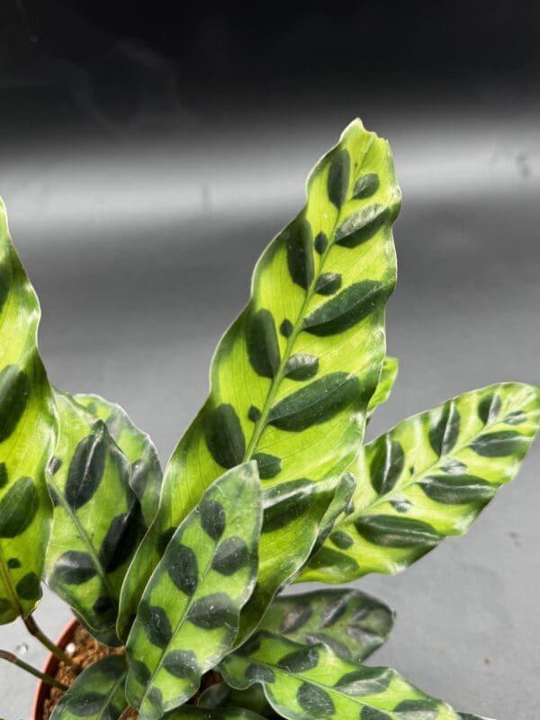 Calathea Lancifolia rattlesnake plant tropical houseplant four inch pot leaf close up