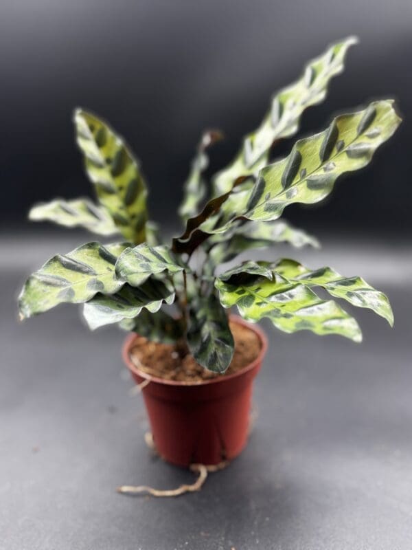 Calathea Lancifolia rattlesnake plant tropical houseplant four inch pot side view