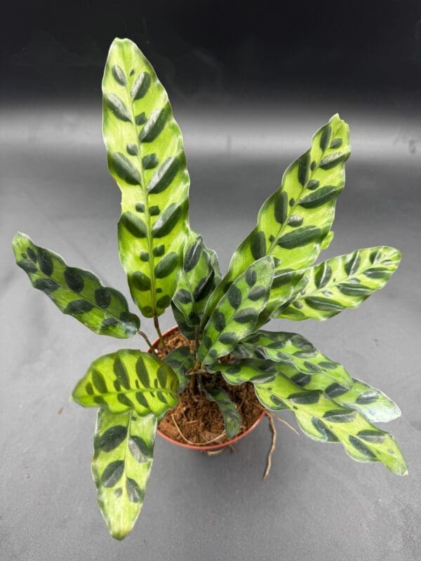 Calathea Lancifolia rattlesnake plant tropical houseplant four inch pot top view