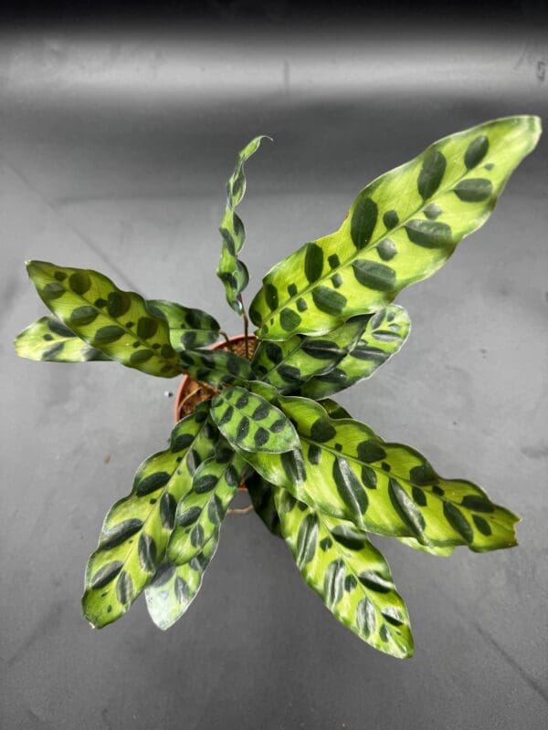 Calathea Lancifolia rattlesnake plant tropical houseplant four inch pot top view