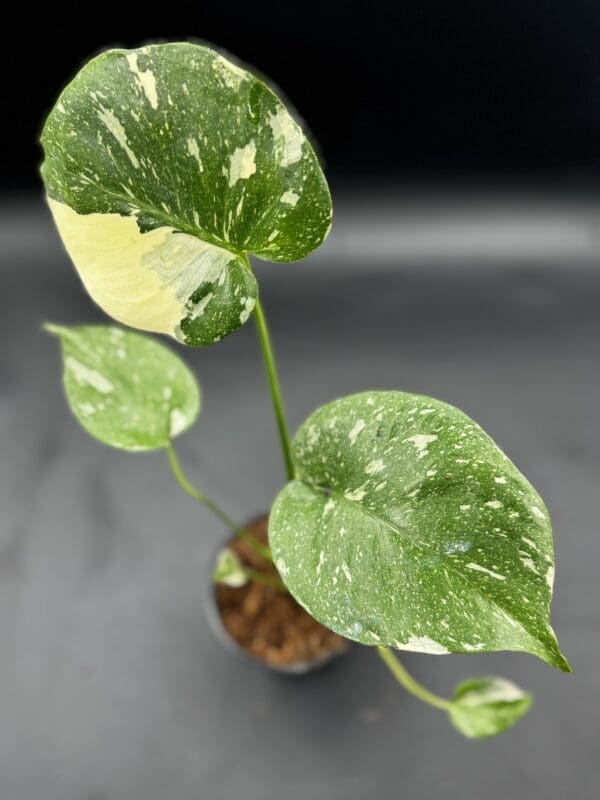 Monstera Thai Constellation tropical houseplant in a four inch pot top view