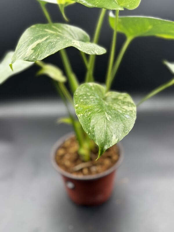Monstera Thai Constellation tropical houseplant in a six inch pot