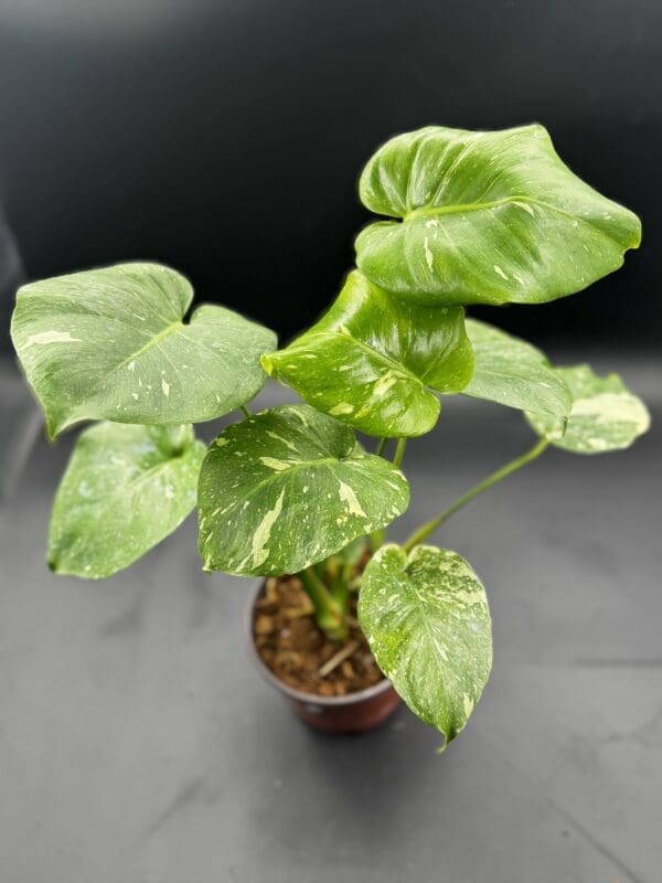 Monstera Thai Constellation tropical houseplant in a six inch pot top view