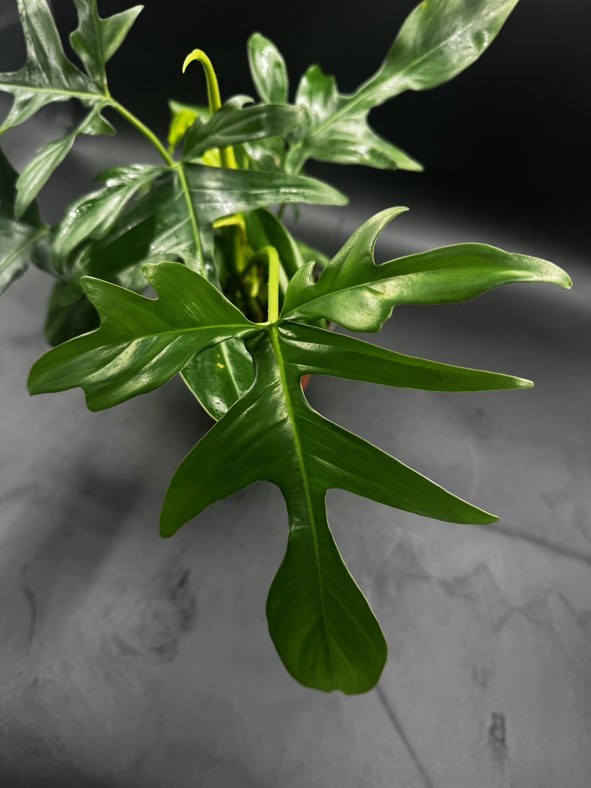 Philodendron Glad Hands tropical houseplant in a six inch pot close up of a leaf