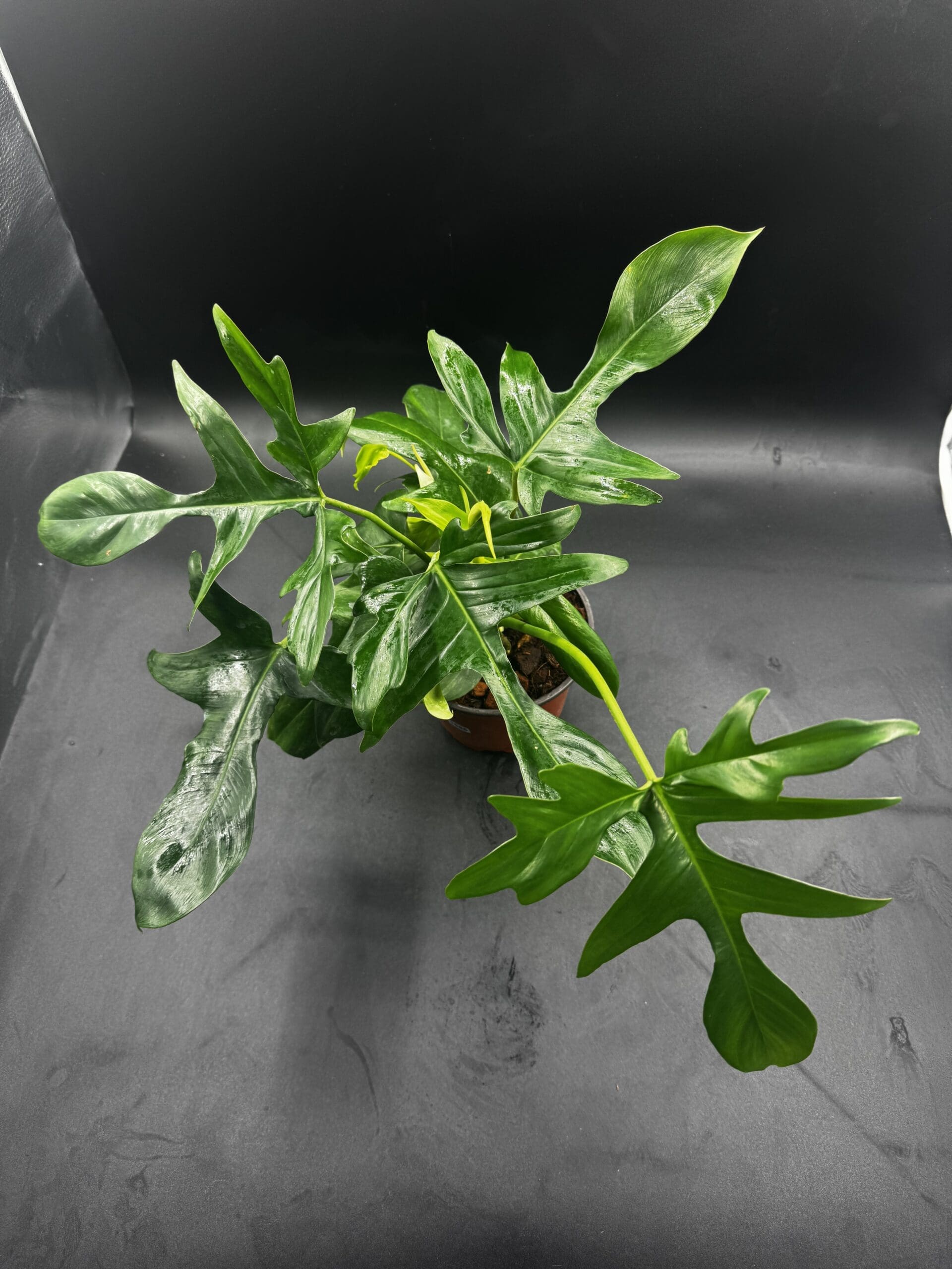 Philodendron Glad Hands tropical houseplant in a six inch pot side view angled