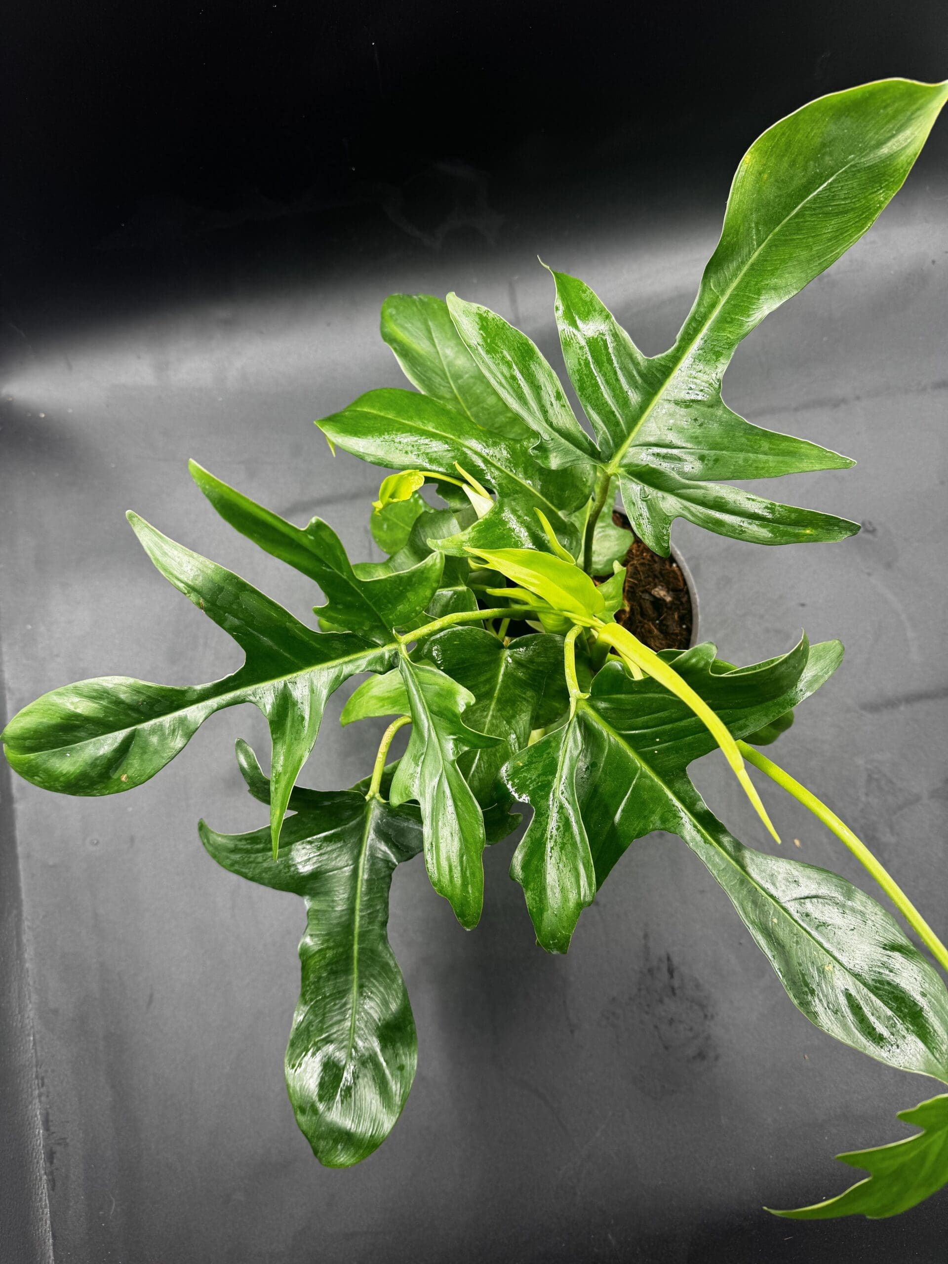 Philodendron Glad Hands tropical houseplant in a six inch pot top view