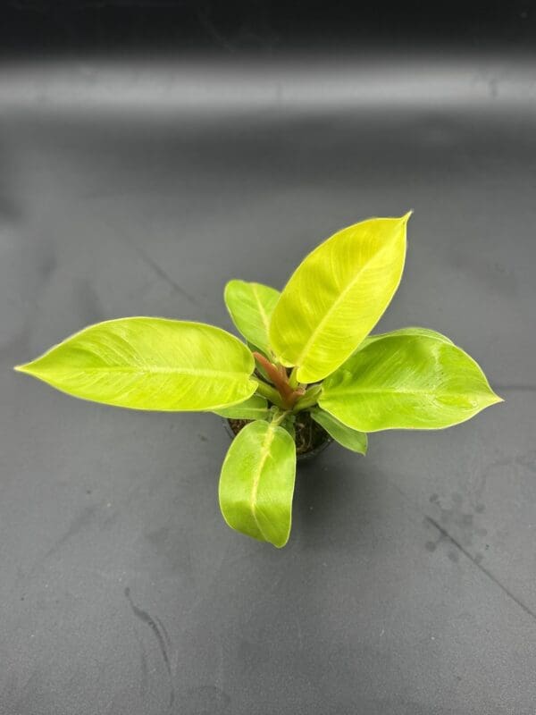 Philodendron Moonlight in a 4 inch pot 1