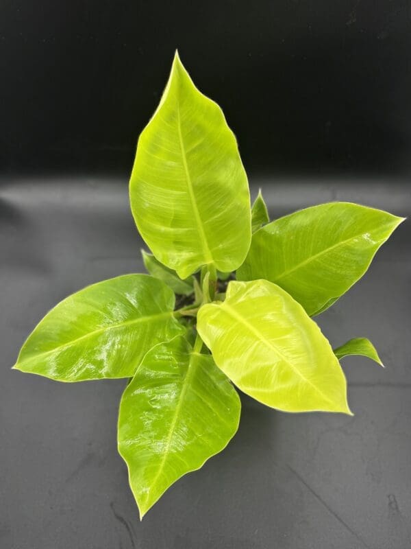 Philodendron Moonlight in a 6 inch pot 2