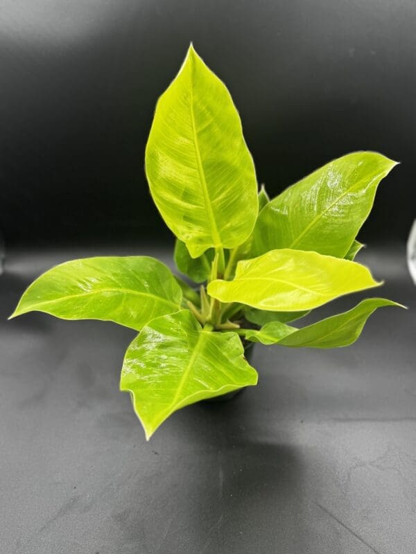 Philodendron Moonlight in a 6 inch pot 3