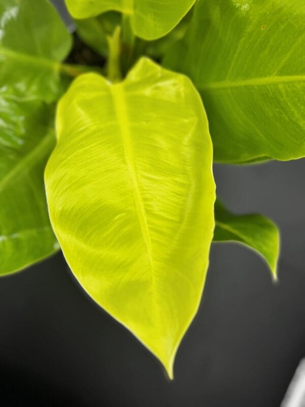 Philodendron Moonlight leaf 1