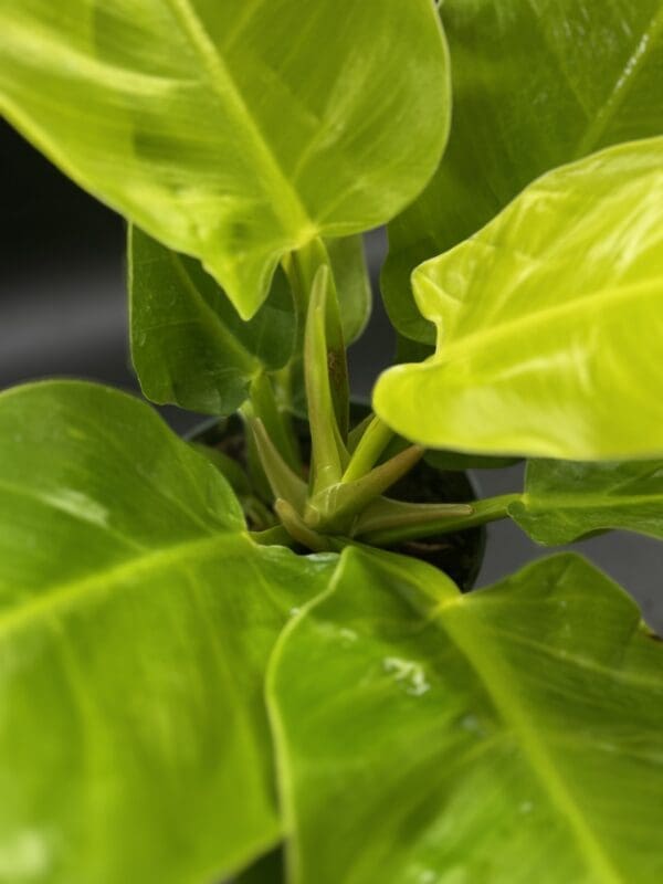 Philodendron Moonlight leaf 4