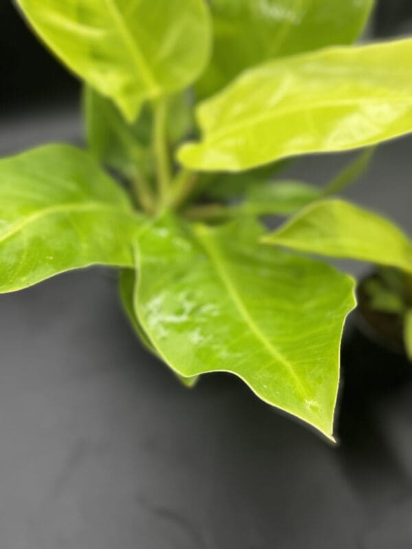 Philodendron Moonlight leaf 5