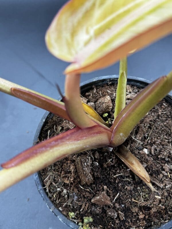 Philodendron Orange Marmalade tropical houseplant growth point close up