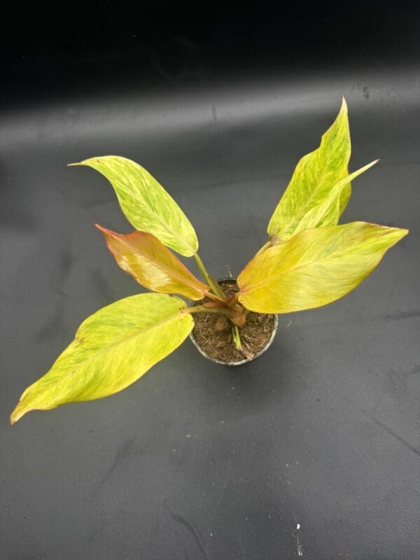 Philodendron Orange Marmalade tropical houseplant in a four inch pot