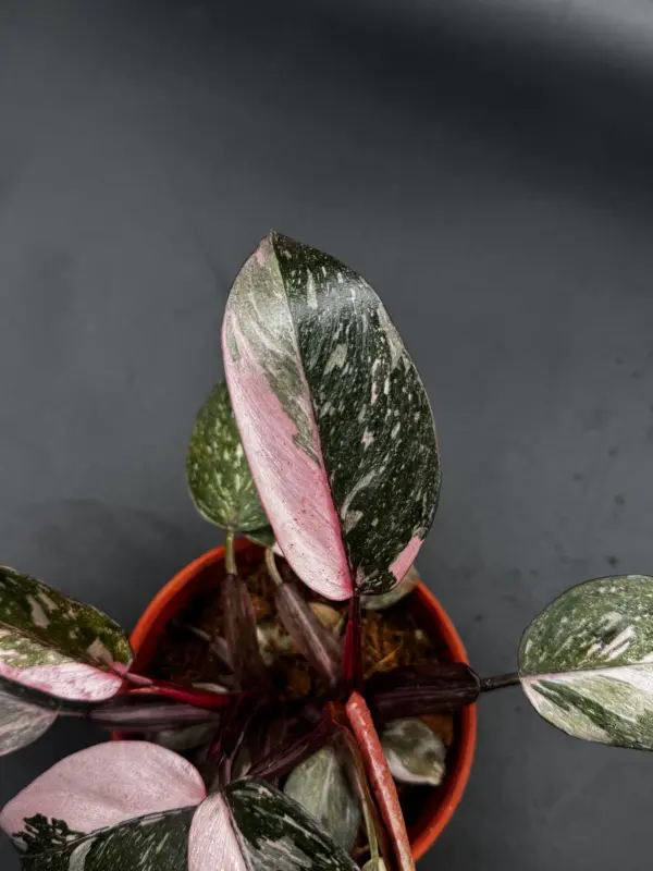 Philodendron Pink Naomi