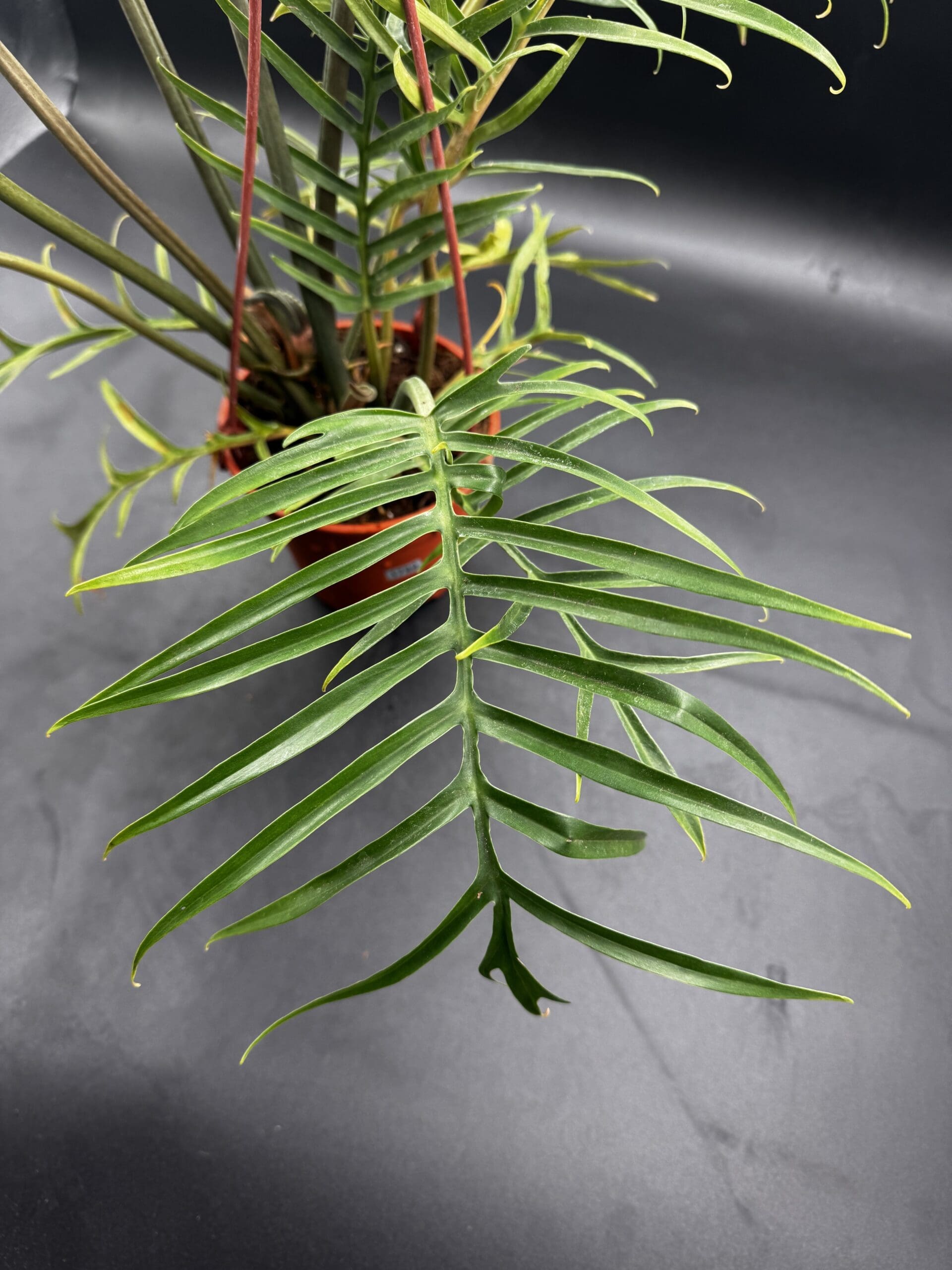 Philodendron Tortum tropical houseplant in a six inch pot close up of a leaf
