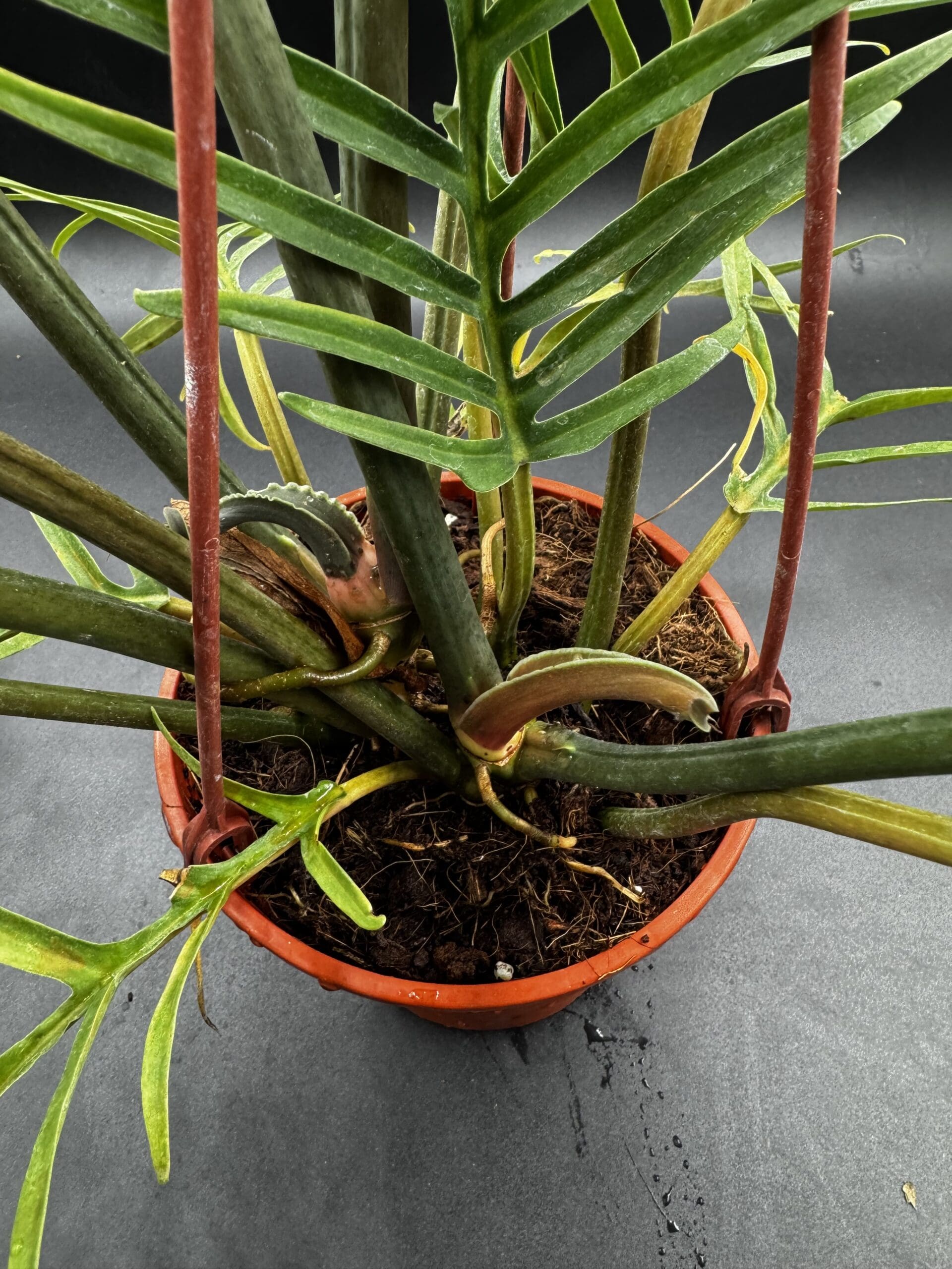 Philodendron Tortum tropical houseplant in a six inch pot growth point close up