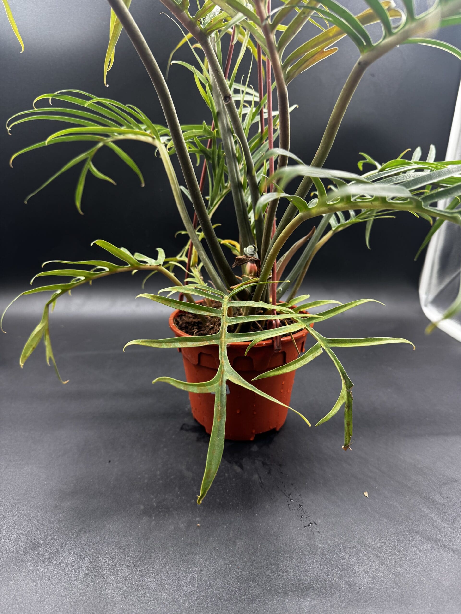 Philodendron Tortum tropical houseplant in a six inch pot side view