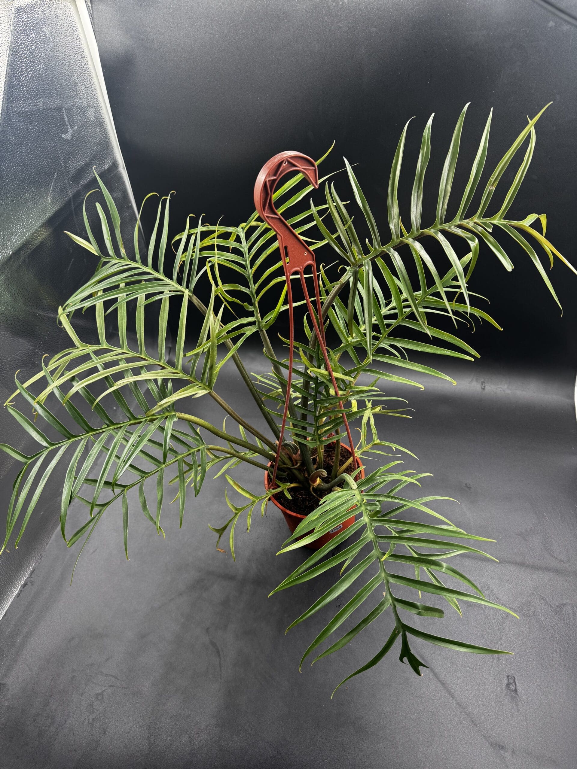 Philodendron Tortum tropical houseplant in a six inch pot top view