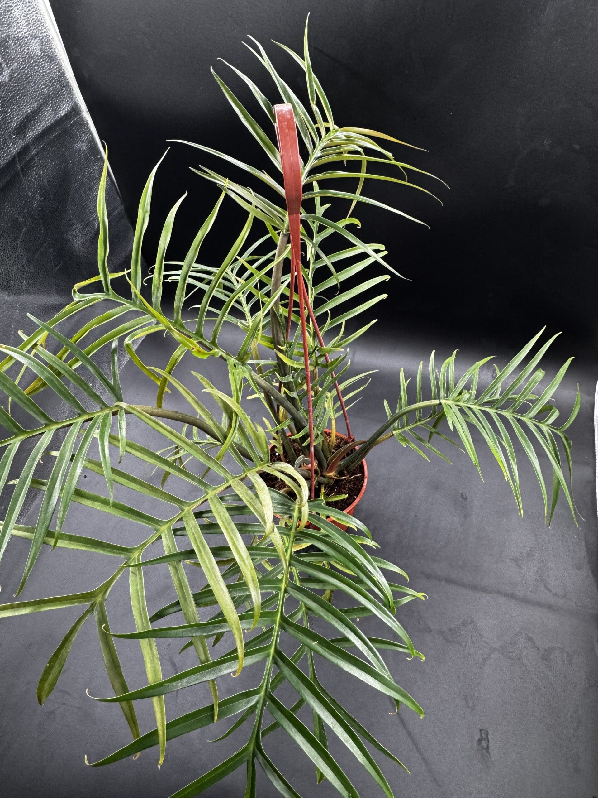 Philodendron Tortum tropical houseplant in a six inch pot viewed from the top